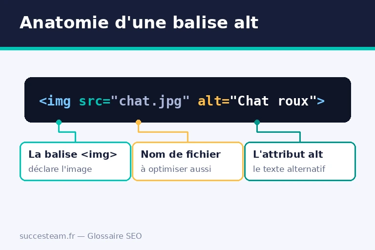 balise-alt-anatomie